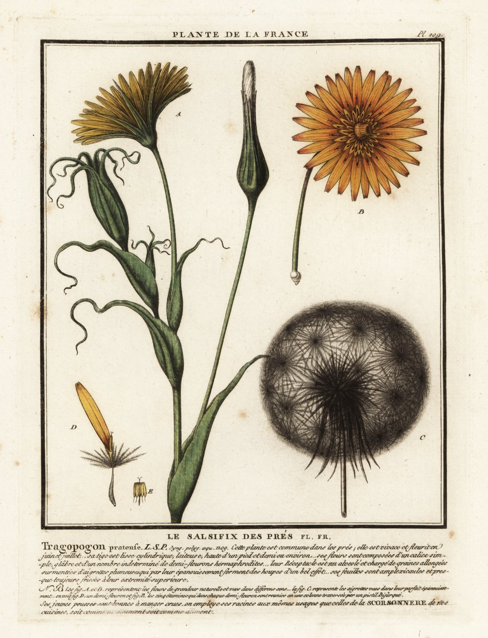 Kozlík luční, Tragopogon pratensis. od Unbekannter Künstler