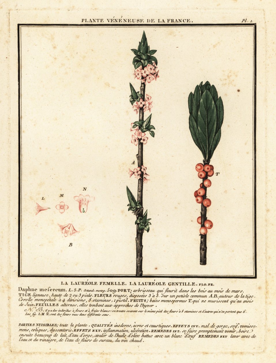 Mezereon, Daphne mezereum. od Unbekannter Künstler