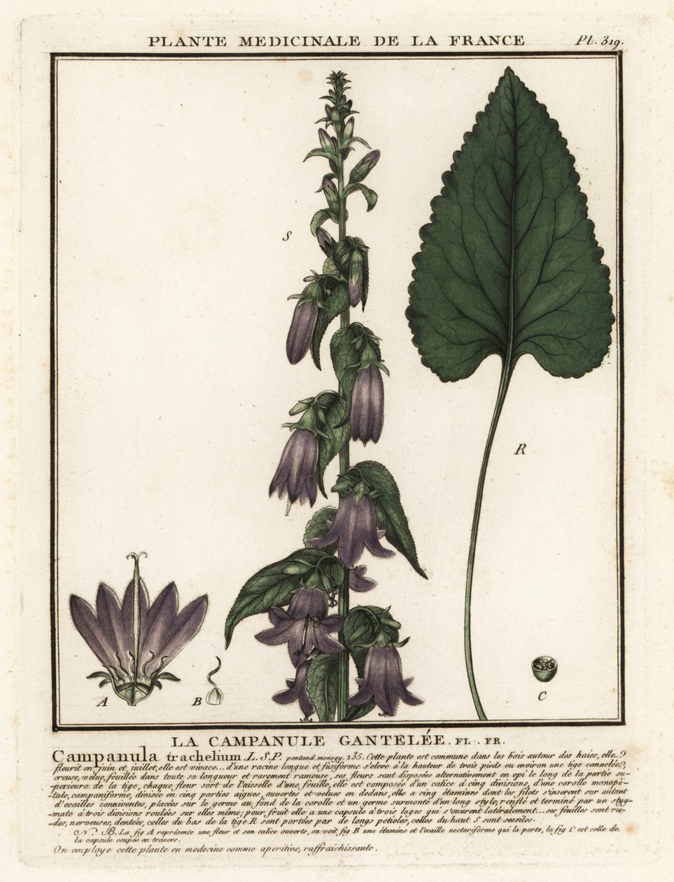Zvonek kopřivový, Campanula trachelium. od Unbekannter Künstler
