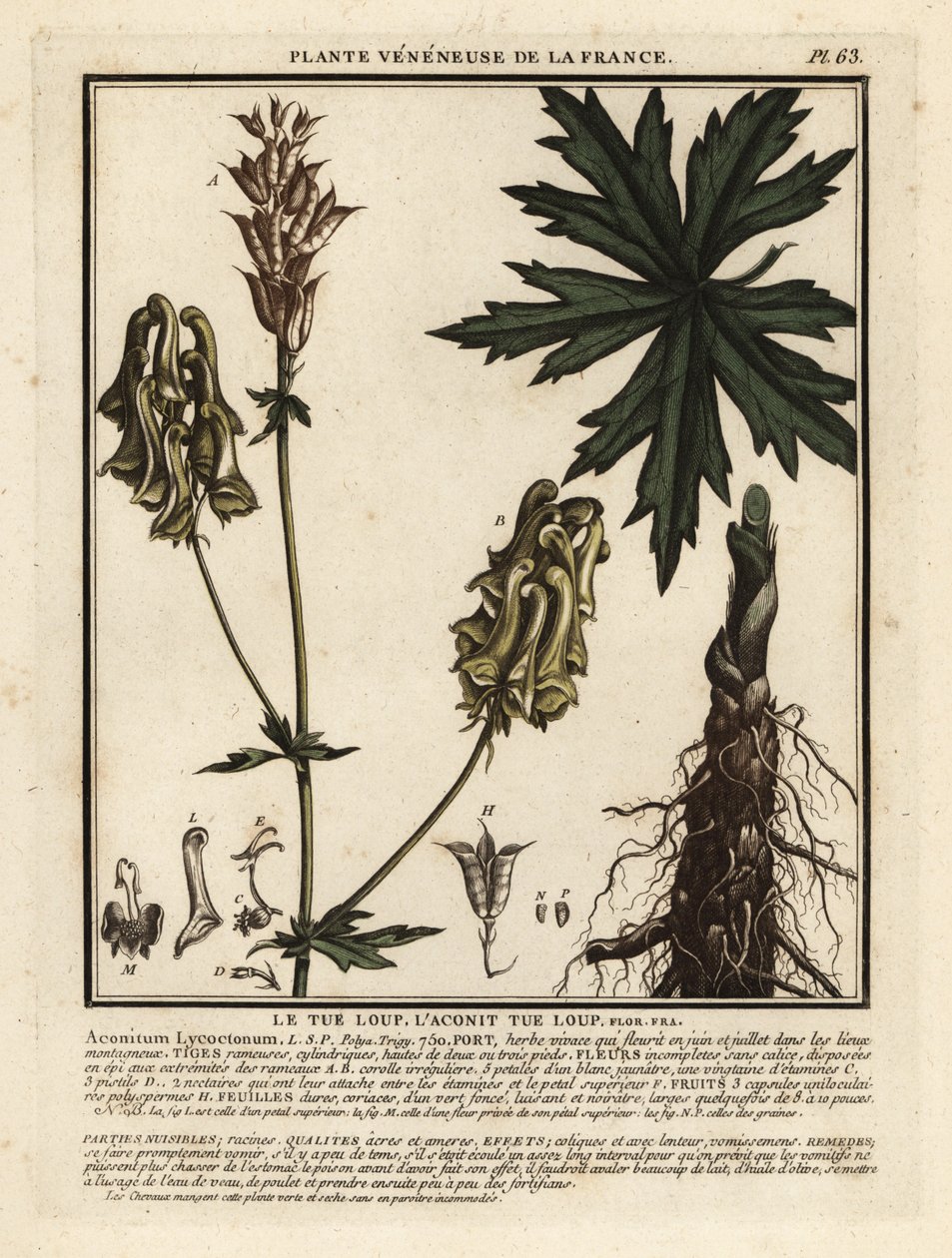 Vlkodav severní, Aconitum lycoctonum. od Unbekannter Künstler