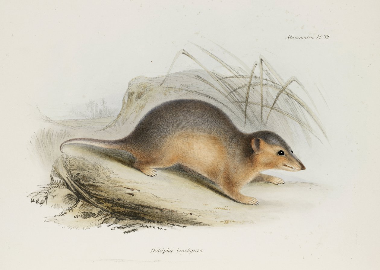Peru, c 1832-1836 od Unbekannt
