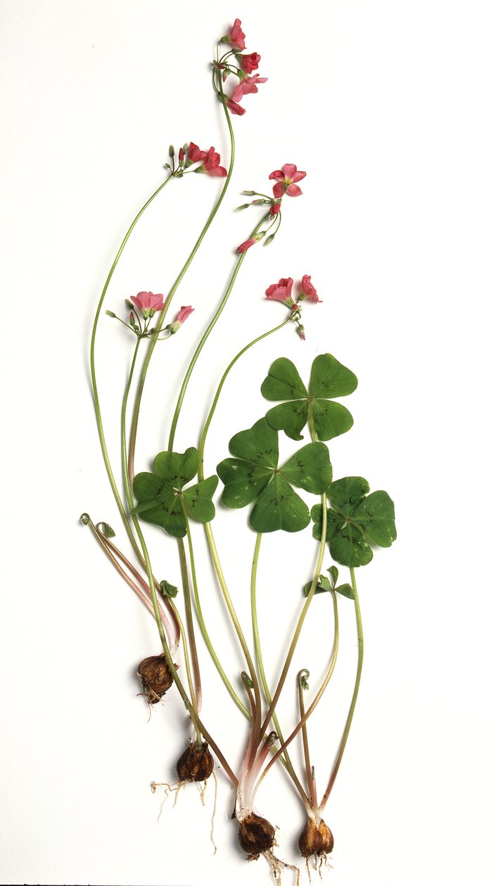 Oxalis tetraphylla/Oxalis deppei/Oxalid of Deppe od Unbekannt