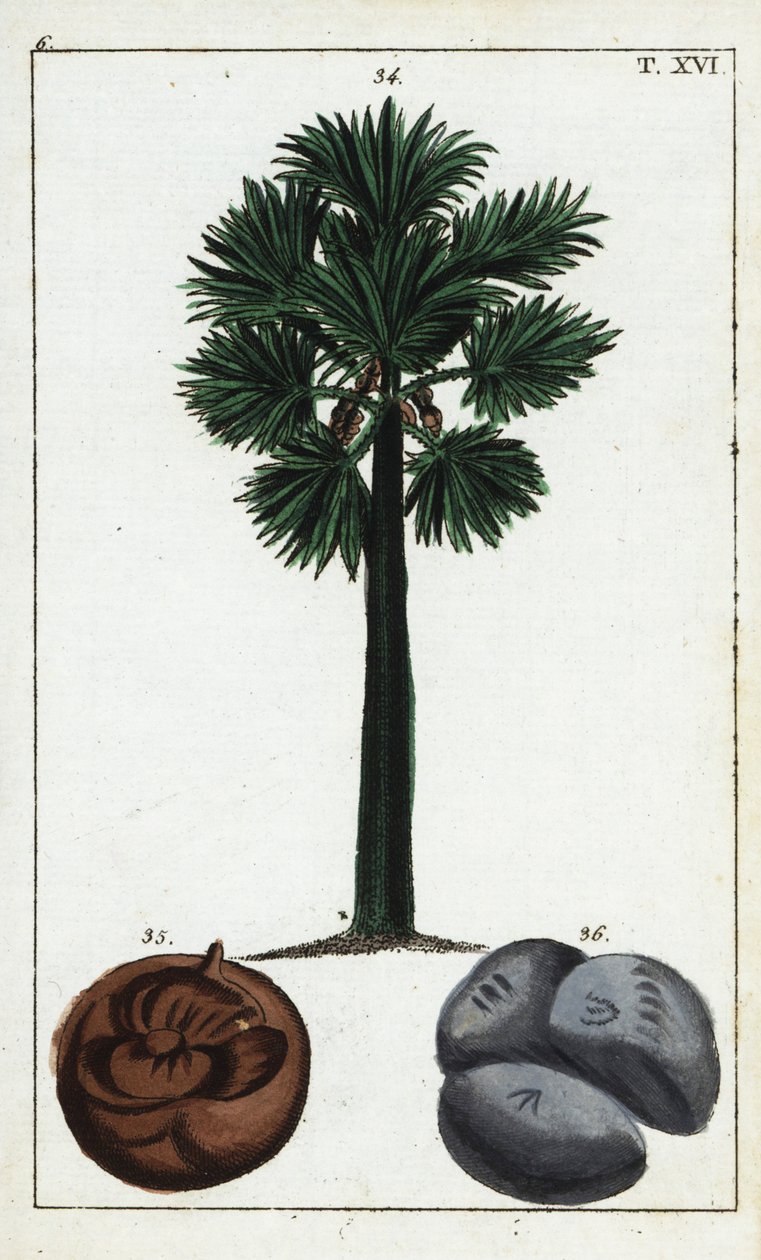 Palmyra palm, Borassus flabellifer.    1405859   cs       czech Successfully Translated  Original: Saint Mark Writing His Gospels Translat: Saint Mark Writing His Gospels 1238013 cs czech Successfully Translated Original: Reiger Translat: Reiger 1387918 cs od Unbekannter Künstler