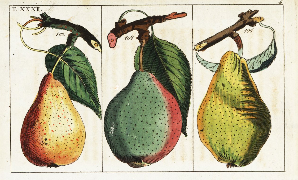 Odrůdy hrušní, Pyrus communis. od Unbekannter Künstler