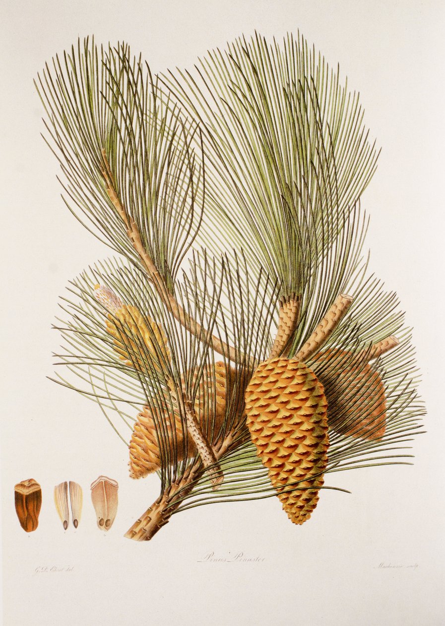 Pinus pinaster/borovice mořská/borovice přímořská od Unbekannt
