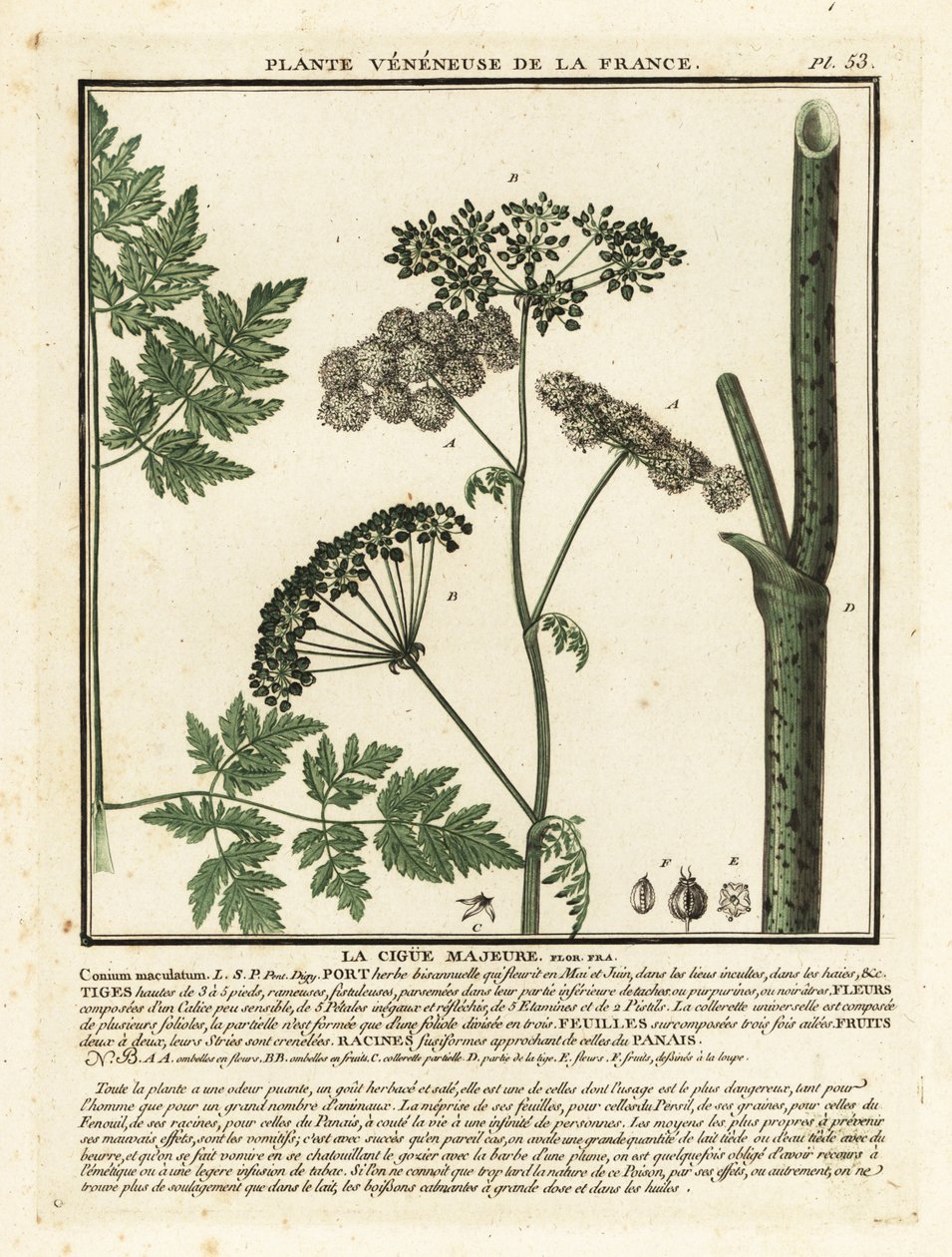 Jedovatý jedlovec, Conium maculatum. od Unbekannter Künstler