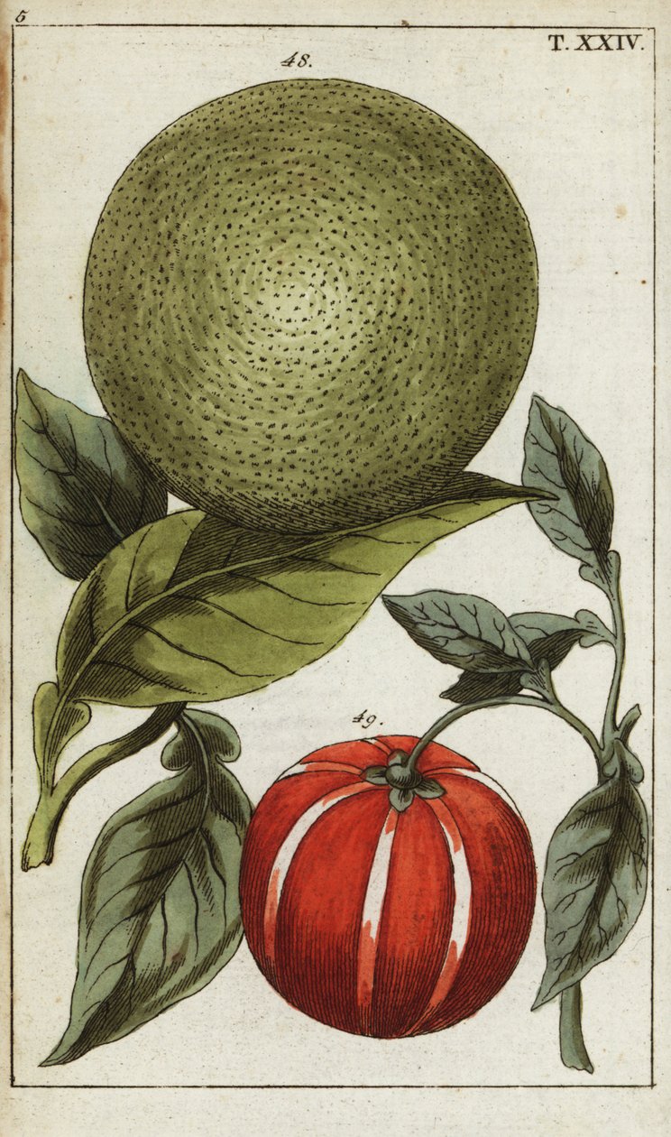 Pomelo nebo pummelo, Citrus maxima. od Unbekannter Künstler