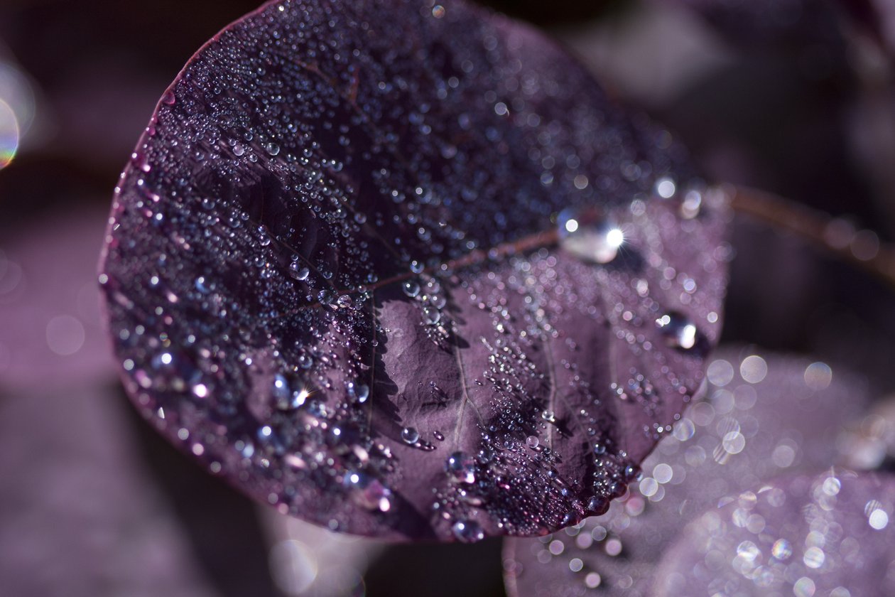 Purple Leaves III (valokuva) od Unbekannter Künstler