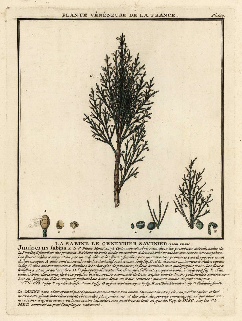 Savin jalovec nebo savin, Juniperus sabina. od Unbekannter Künstler