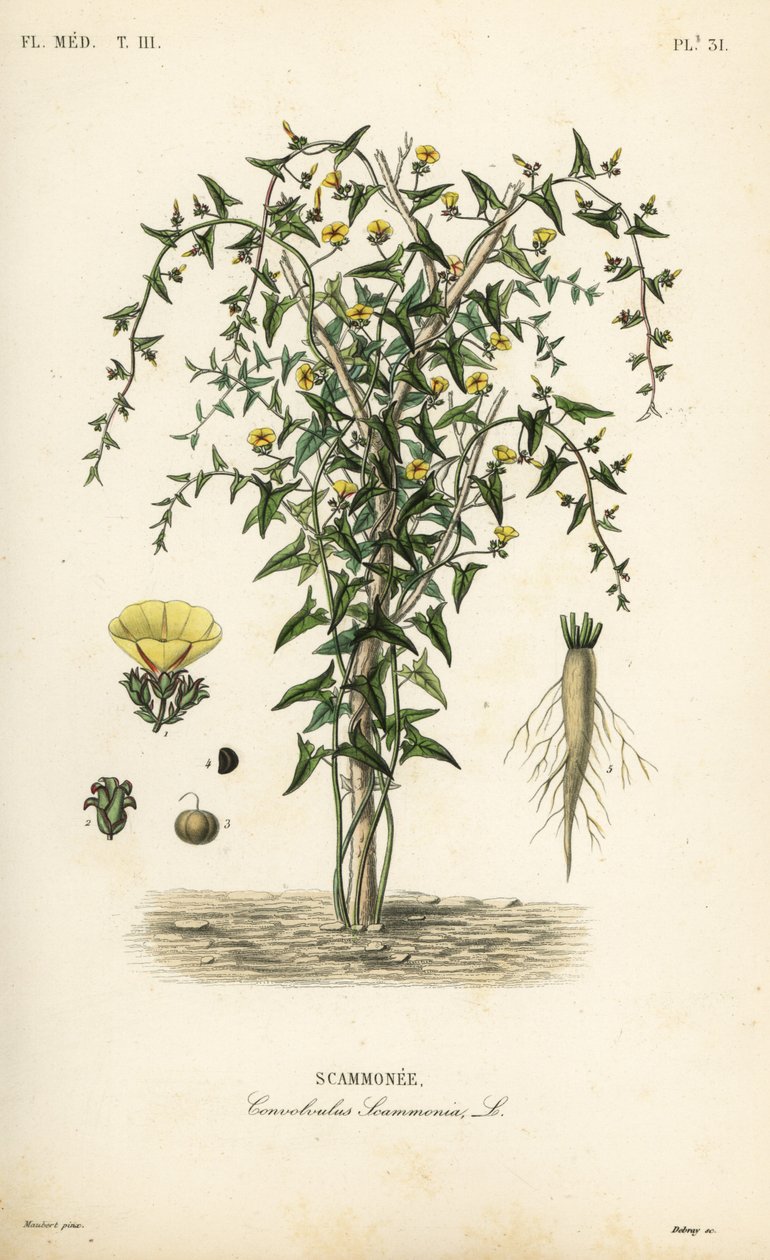 Scammony, Convolvulus scammonia, Scammonee od Unbekannt