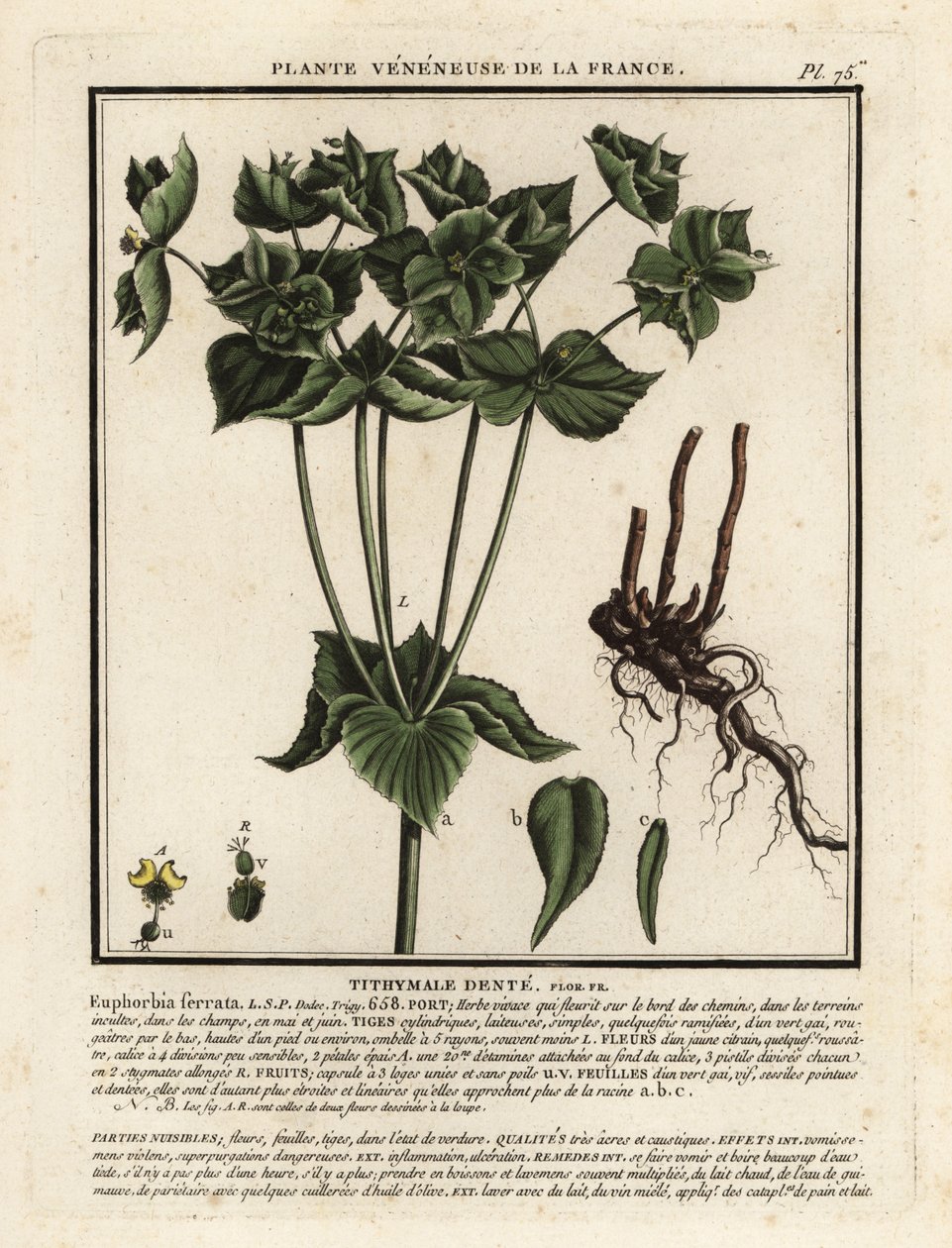 Pryšec vroubkovaný, Euphorbia serrata. od Unbekannter Künstler
