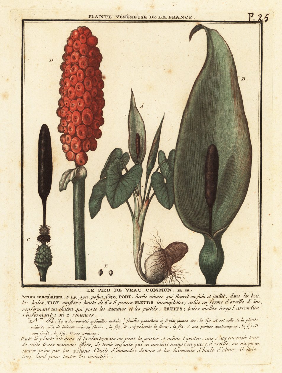 Hadí hlava, Arum maculatum. od Unbekannter Künstler