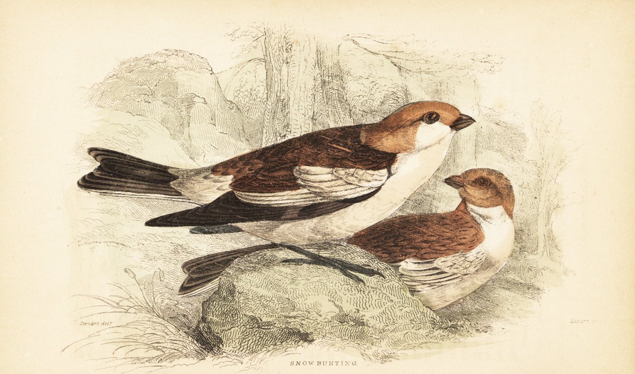 Strnad sněžný, Plectrophenax nivalis.1889 (rytina) od Unbekannter Künstler