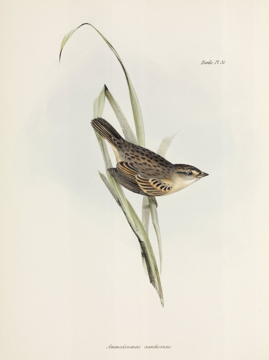 Vrabec nebo pěnkava, c 1832-1836 od Unbekannter Künstler