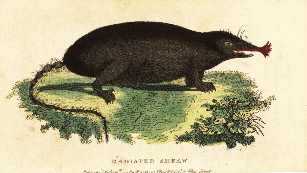Krtek hvězdonosý, Condylura cristata., 1800 (rytina) od Unbekannter Künstler