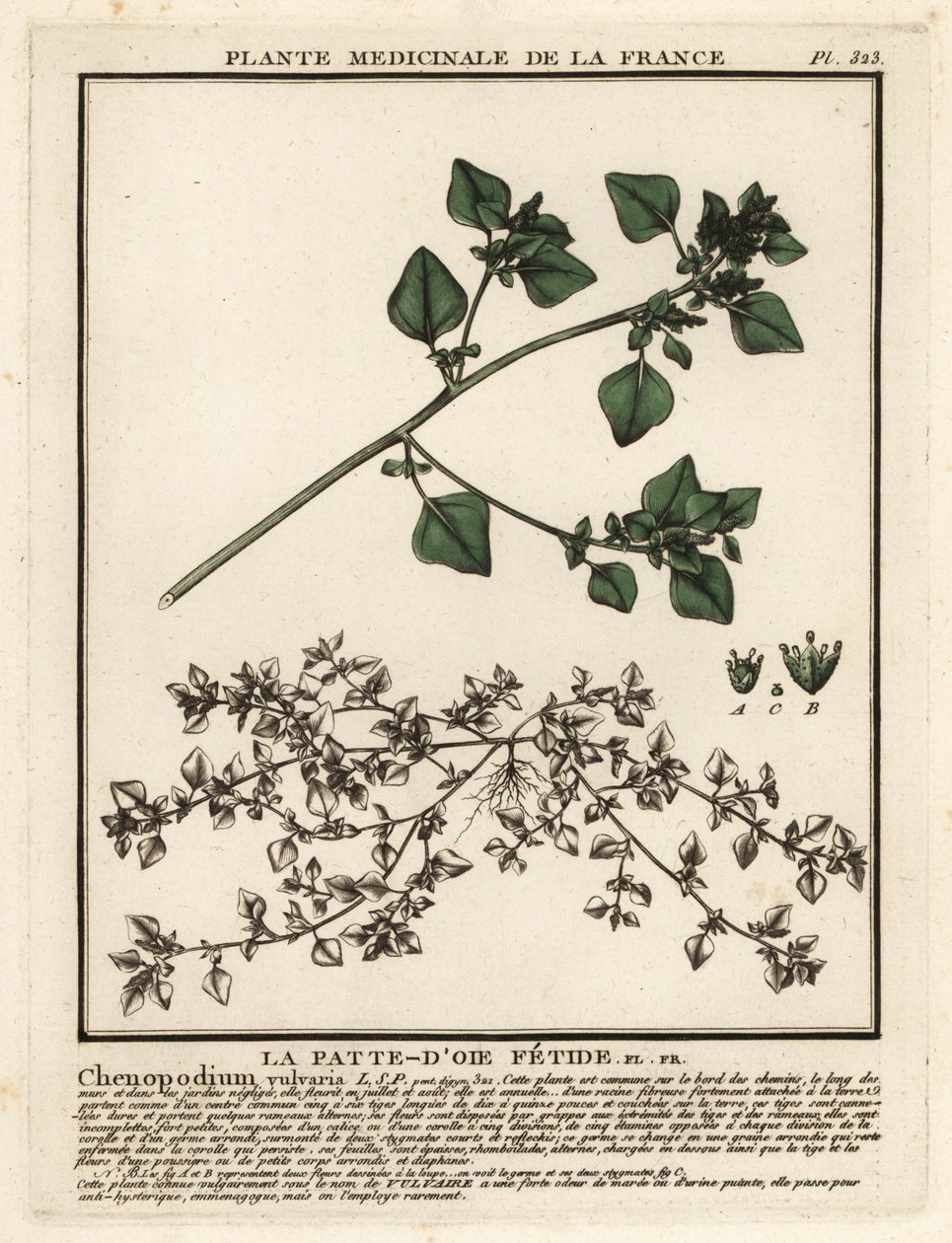 Smradlavá husí noha, Chenopodium vulvaria. od Unbekannter Künstler