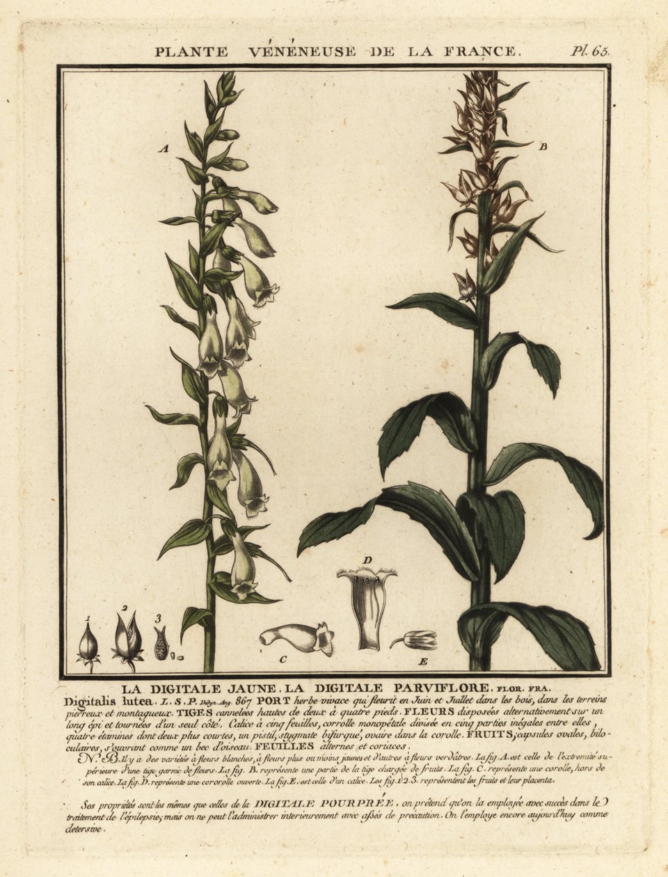 Náprstník slámový, Digitalis lutea. od Unbekannter Künstler