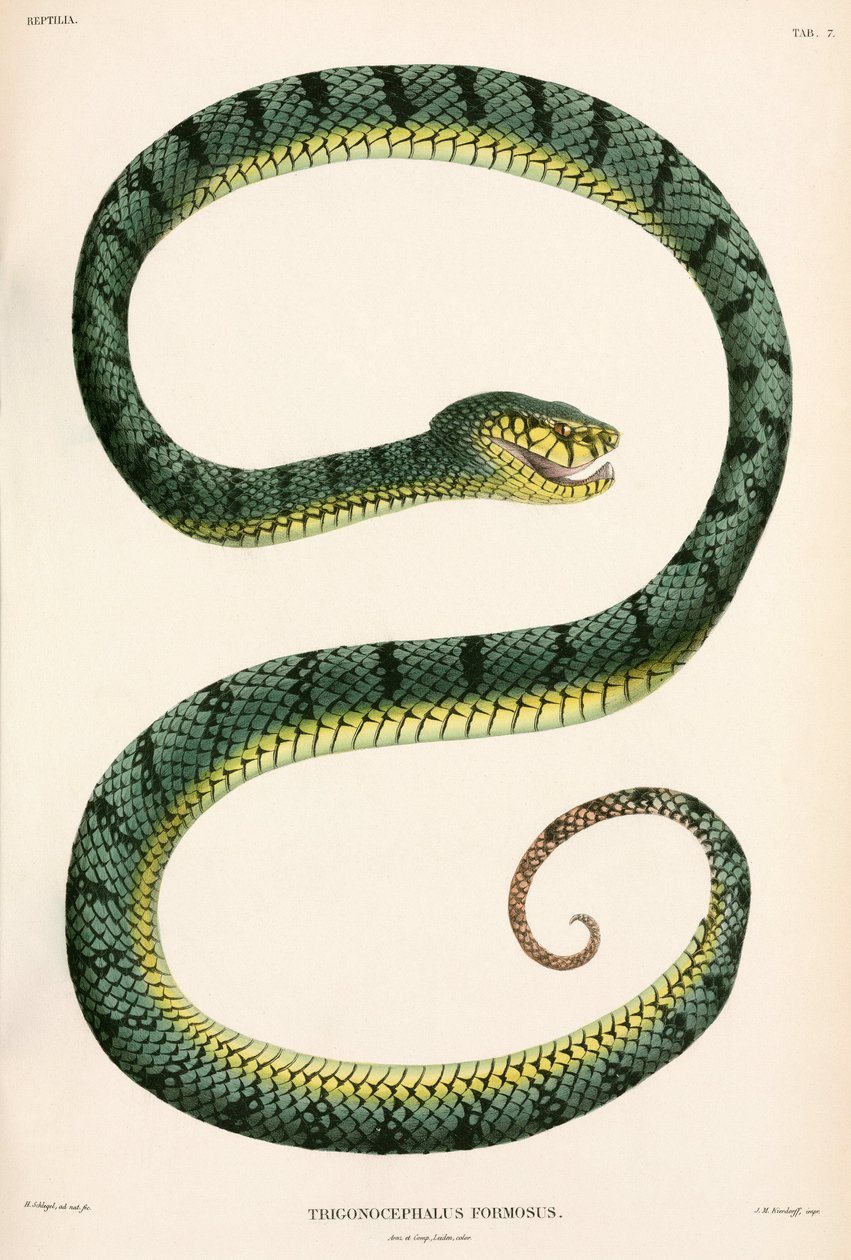 Sumatran Pit-Viper, Indonésie od Unbekannter Künstler