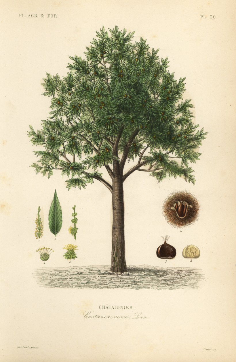 Sladký kaštan, Castanea sativa, Castanea vesca, Chataignier od Unbekannt