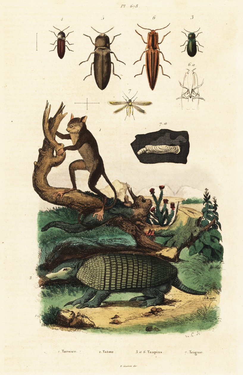 Nártoun, pásovec a brouci. ,1834-1839 (rytina) od Unbekannter Künstler