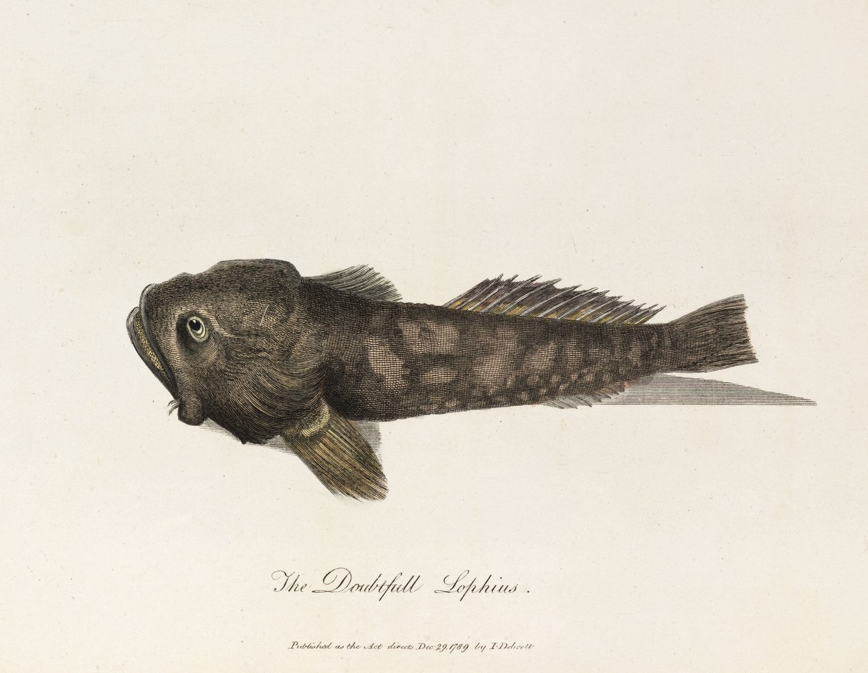"Pochybný Lophius" od Unbekannter Künstler