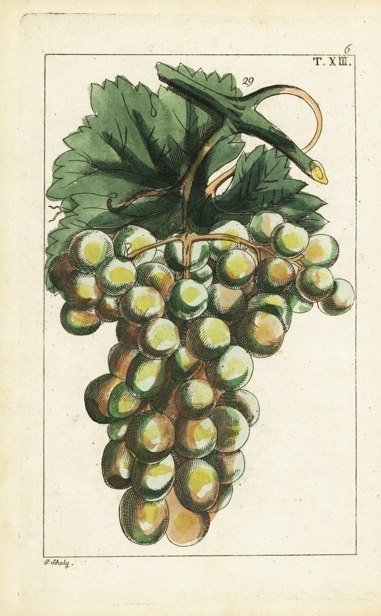 Traminární odrůda hroznů, Vitis vinifera. od Unbekannter Künstler