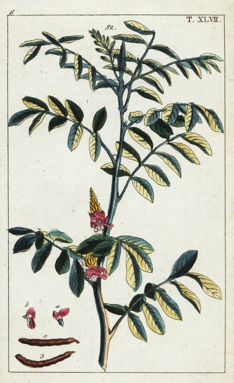 Pravé indigo, Indigofera tinctoria. od Unbekannter Künstler