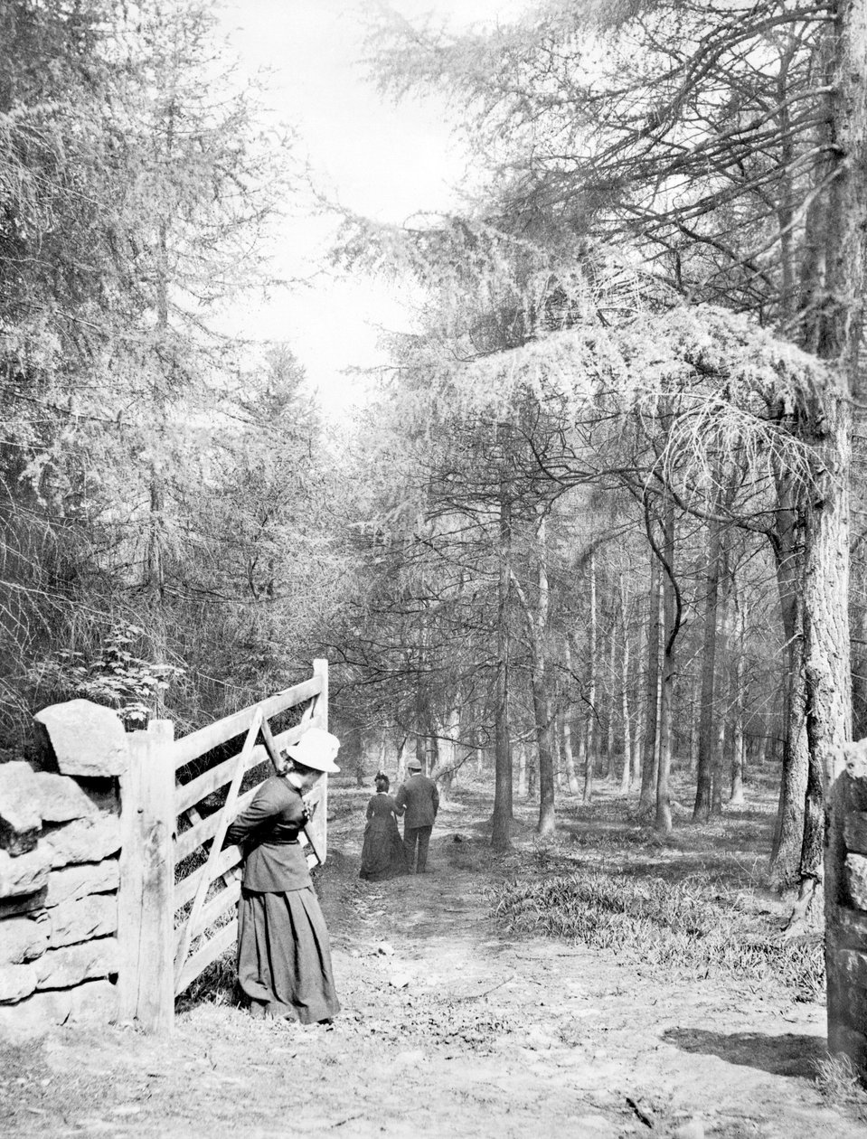 Spojené království: Eaton Woods, c1890 od Unbekannt