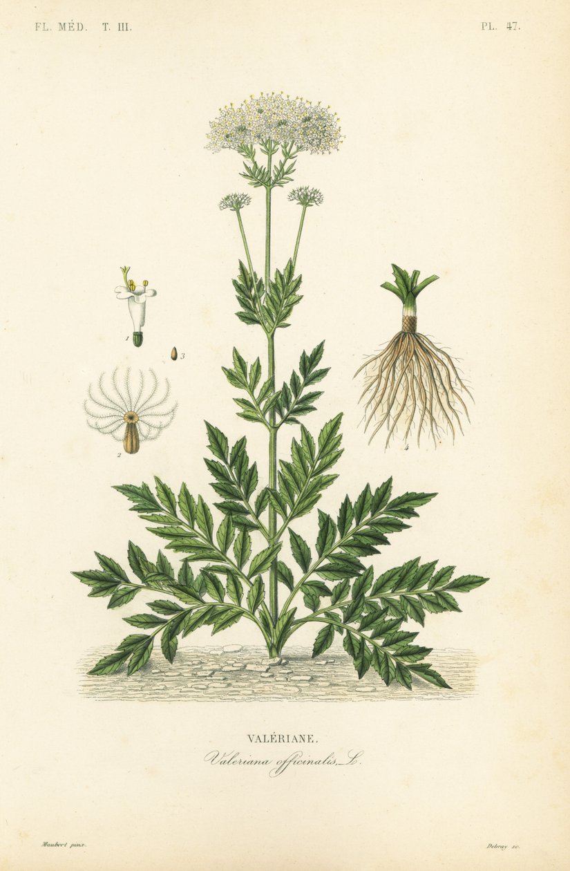 Kozlík lékařský, Valerian officinalis, kozlík lékařský od Unbekannt