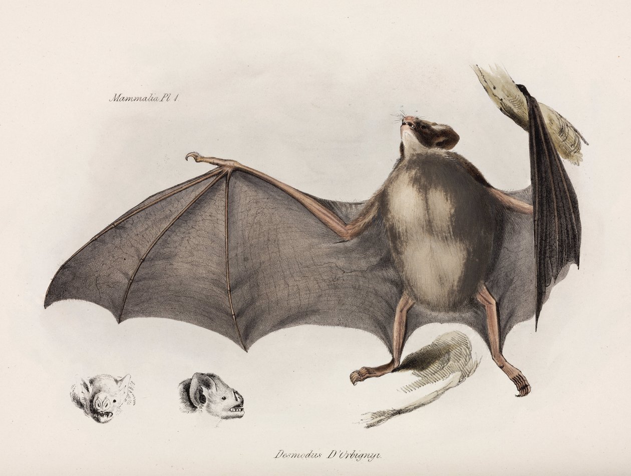 Upíří netopýr, Jižní Amerika, c 1832-1836 od Unbekannter Künstler