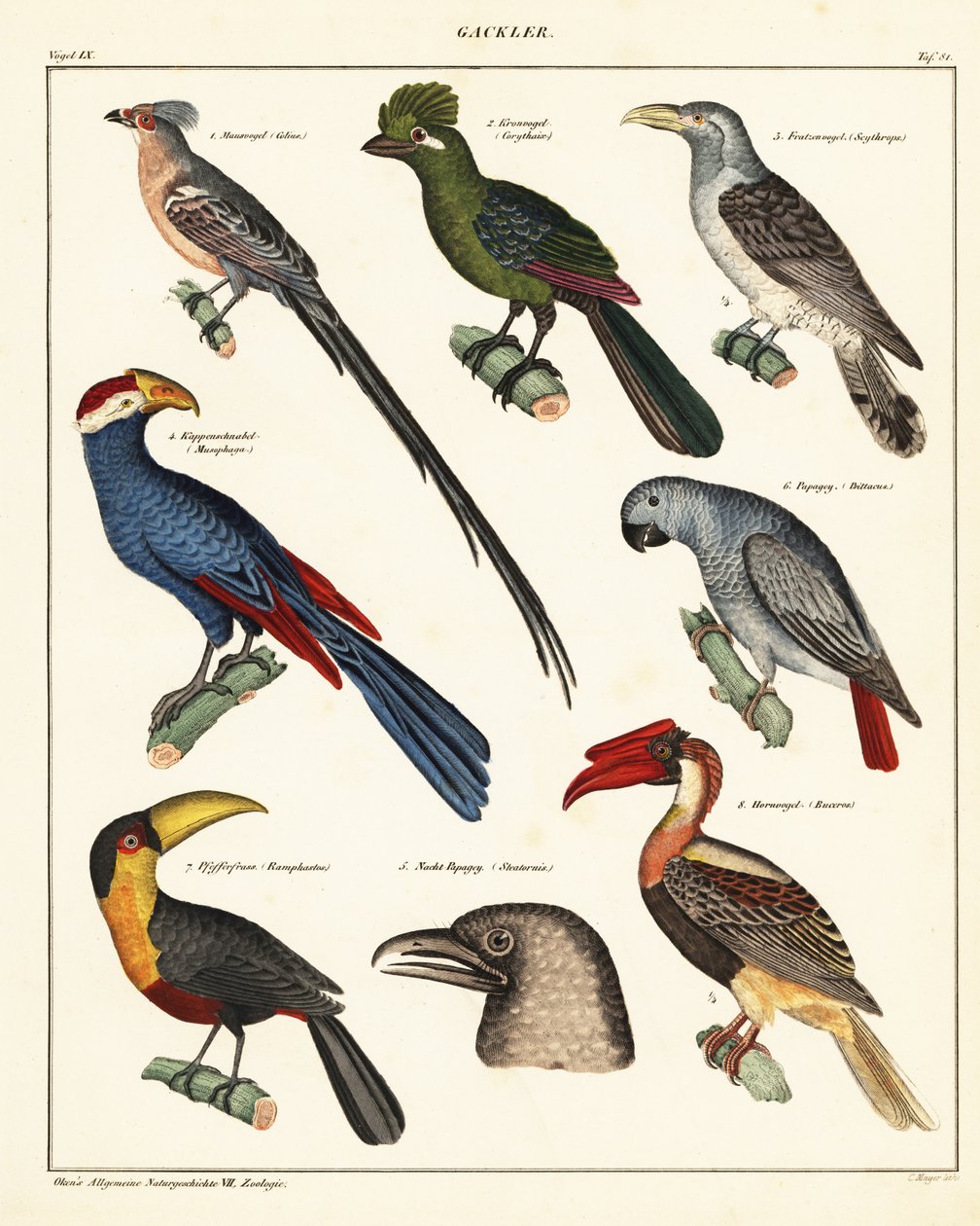 Odrůdy ptáků., 1841 (litografie) od Unbekannter Künstler