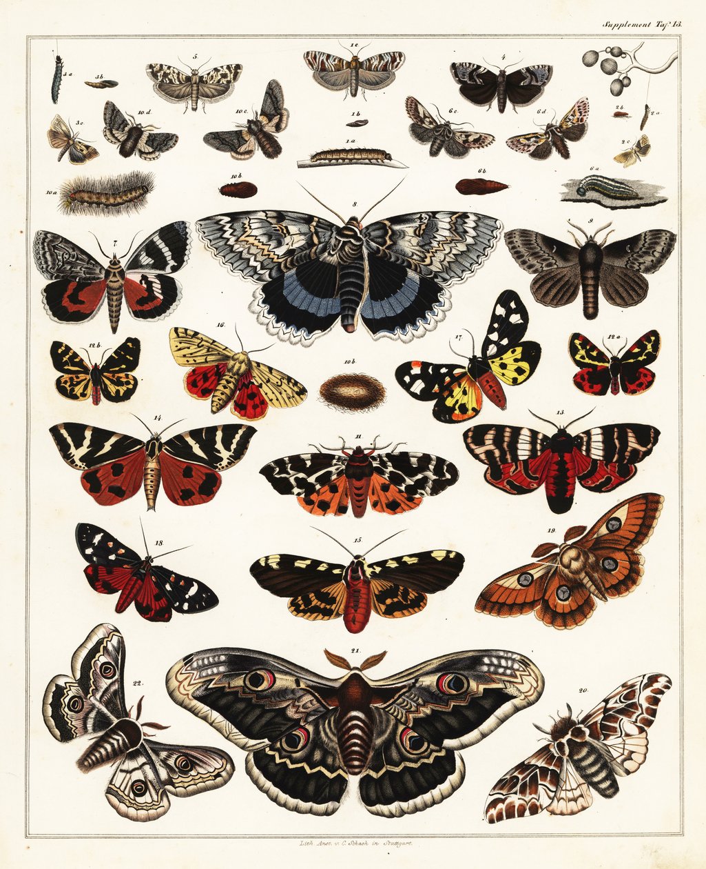 Odrůdy motýlů, můr atd., 1841 (litografie) od Unbekannter Künstler