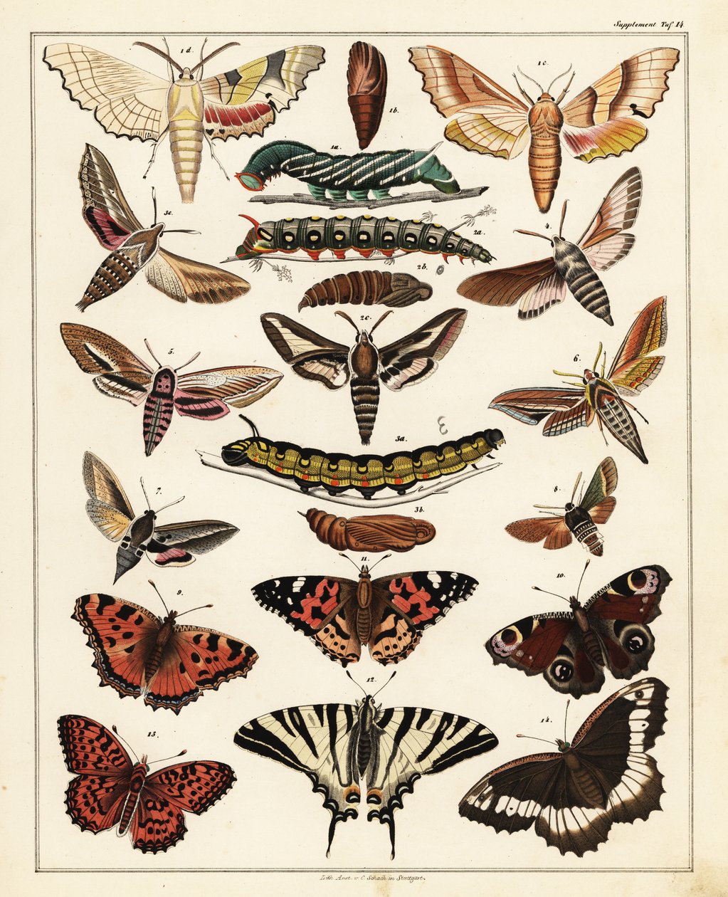 Odrůdy motýlů, můr atd., 1841 (litografie) od Unbekannter Künstler