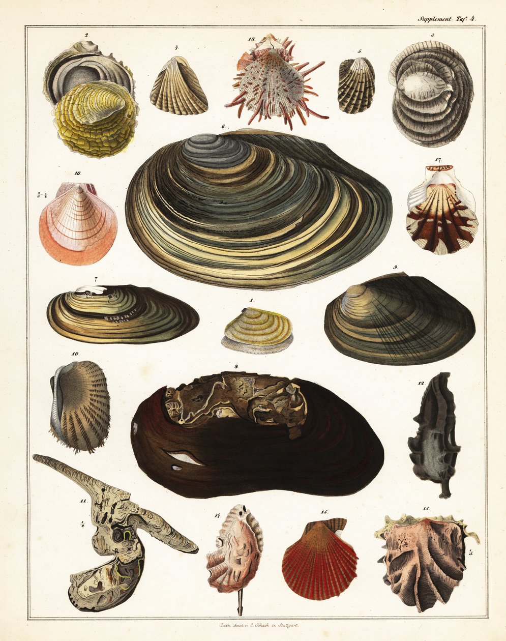 Odrůdy lastur, měkkýšů., 1841 (litografie) od Unbekannter Künstler
