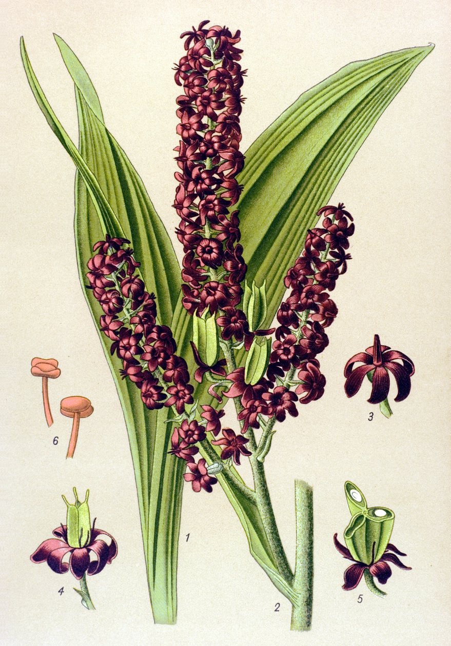 Jedovatá rostlina (toxická): Veratre černá (Veratrum nigrum) od Unbekannter Künstler