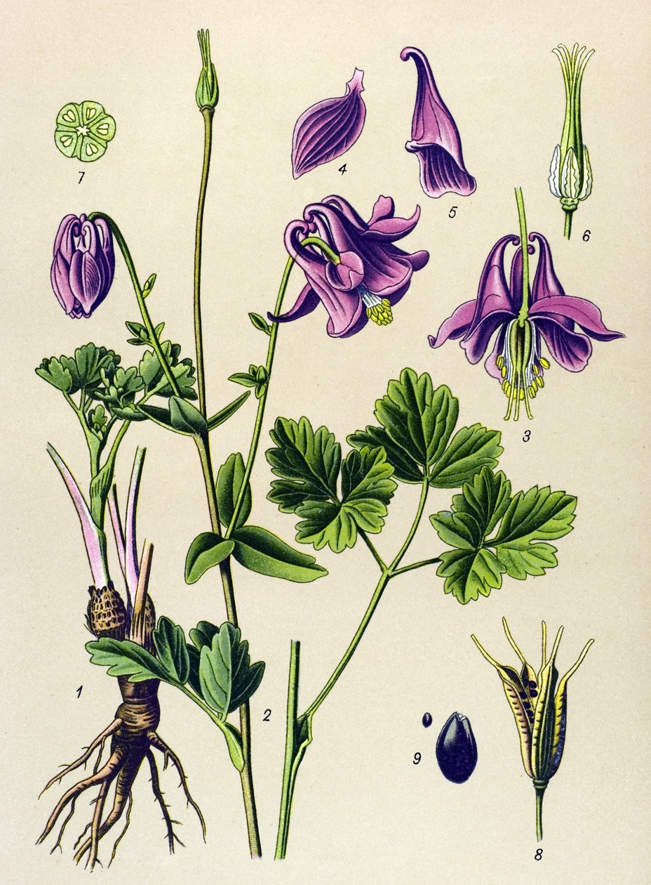 Venenózní rostlina (toxická): Ancolia (Aquilegia vulgaris) od Unbekannter Künstler
