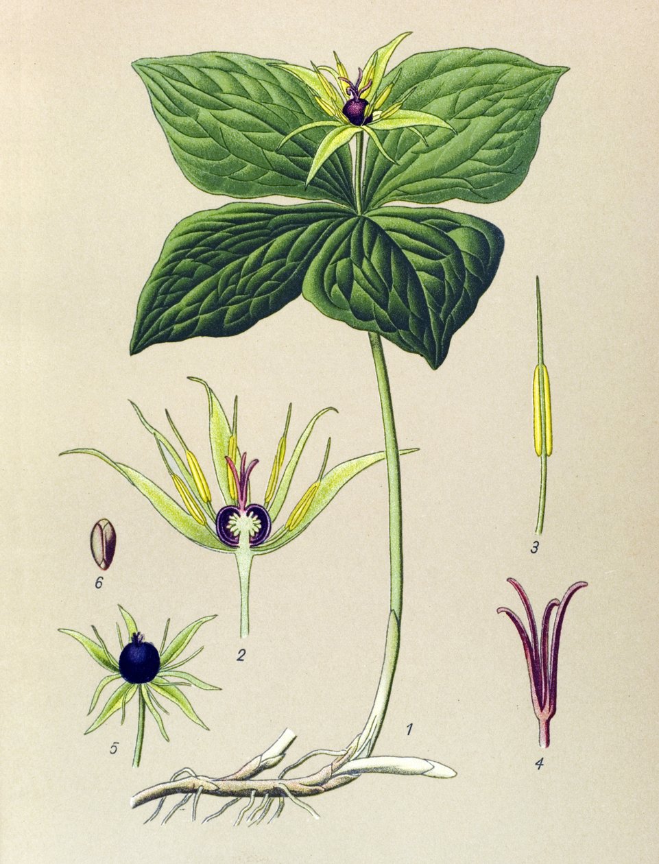 Jedovatá rostlina (toxická): Parisette čtyřlistá (Paris quadrifolia) od Unbekannter Künstler