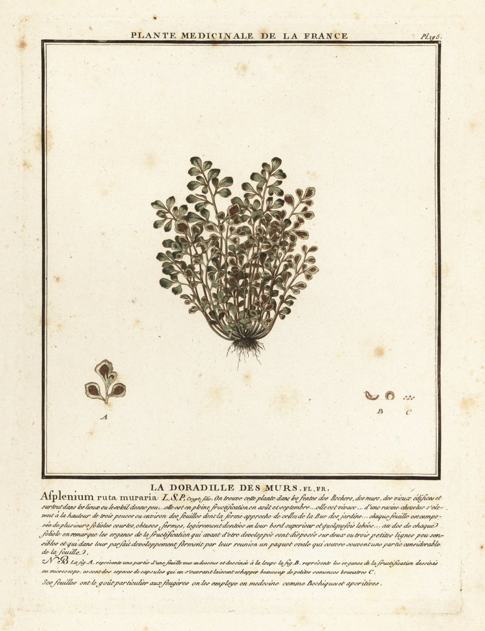 Wall-rue, Asplenium ruta-maria. od Unbekannter Künstler