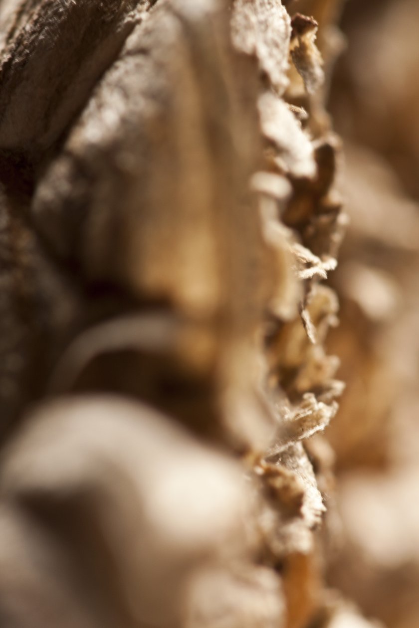 Wasp Nest (valokuva) od Unbekannter Künstler