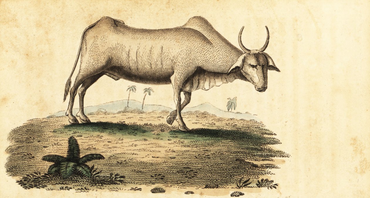 Buvol buvol, Bubalus bubalus., 1800 (rytina) od Unbekannter Künstler