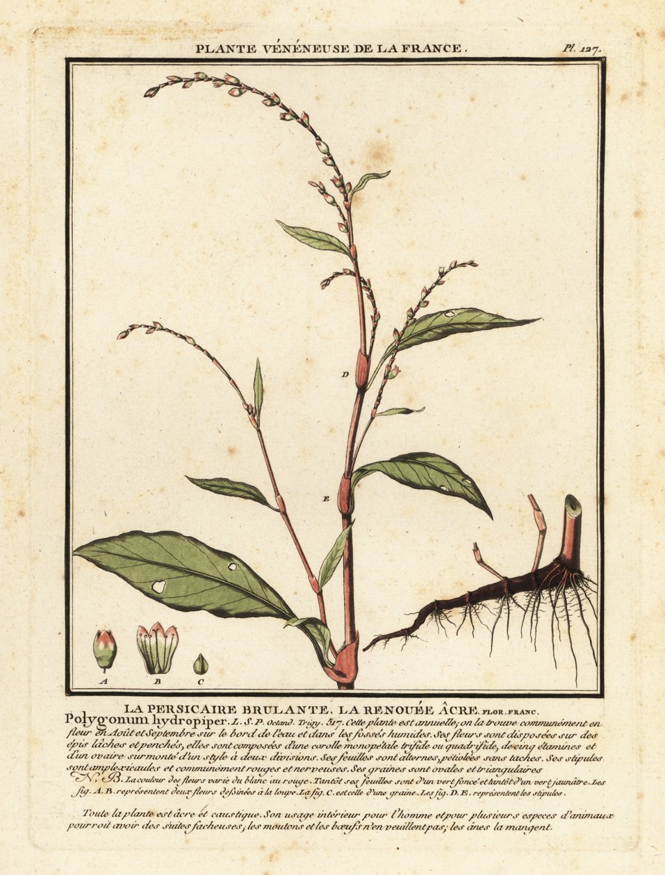 Vodní pepř, Persicaria hydropiper. od Unbekannter Künstler
