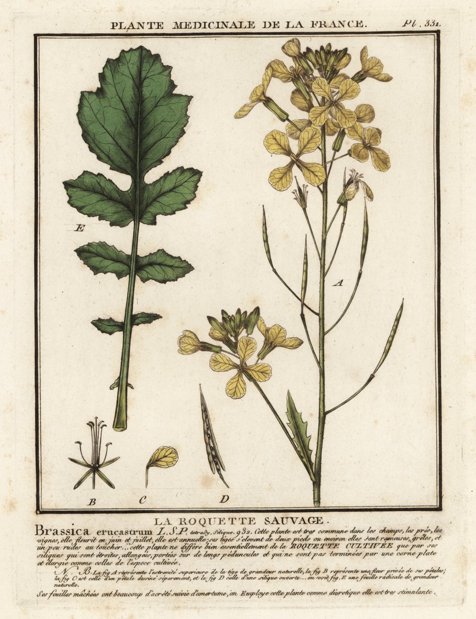 Raketa řeřicha listová, Erucastrum nasturtiifolium. od Unbekannter Künstler