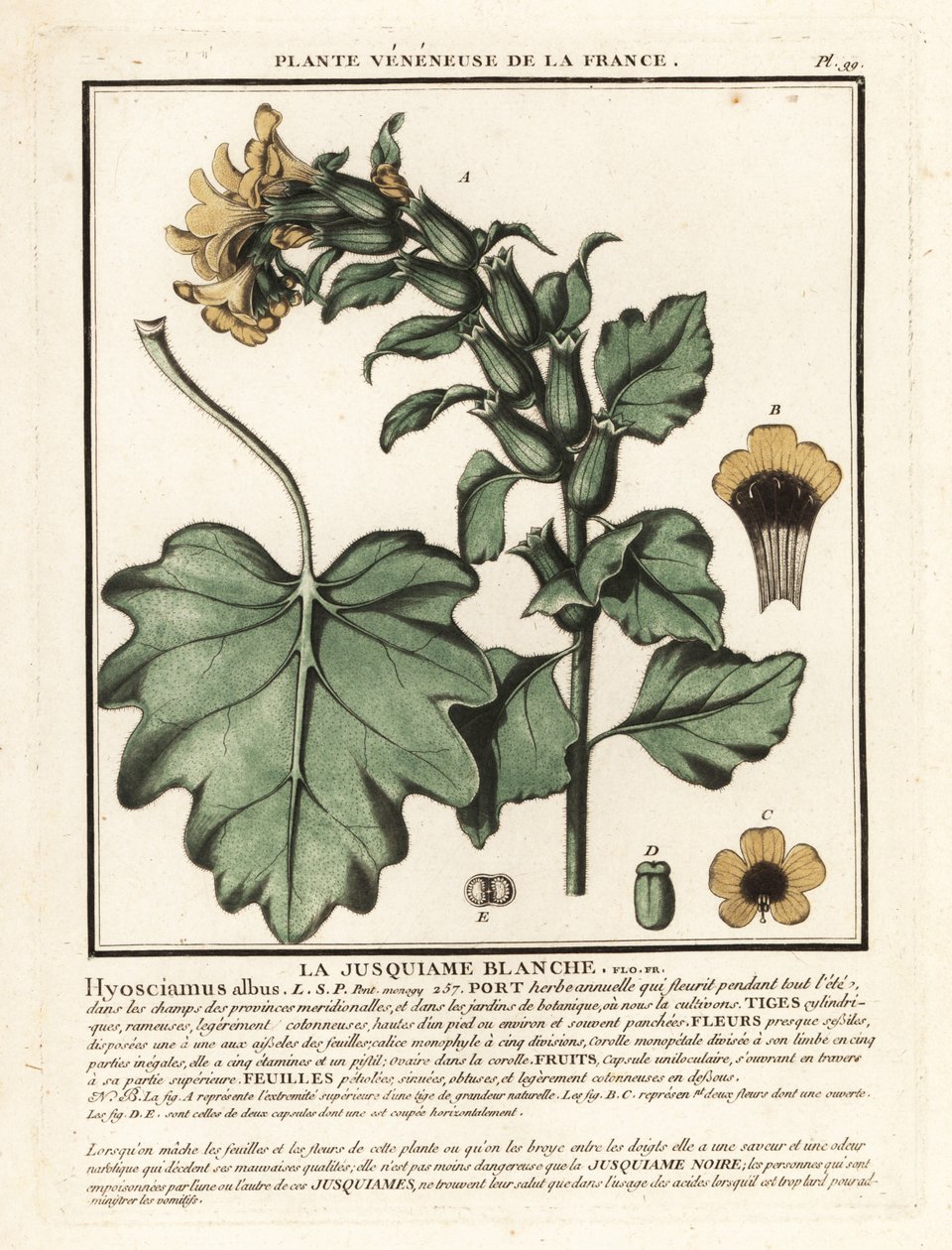 Bílá slepice, Hyoscyamus albus. od Unbekannter Künstler