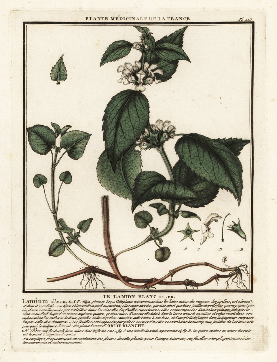 Bílá kopřiva, album Lamium. od Unbekannter Künstler