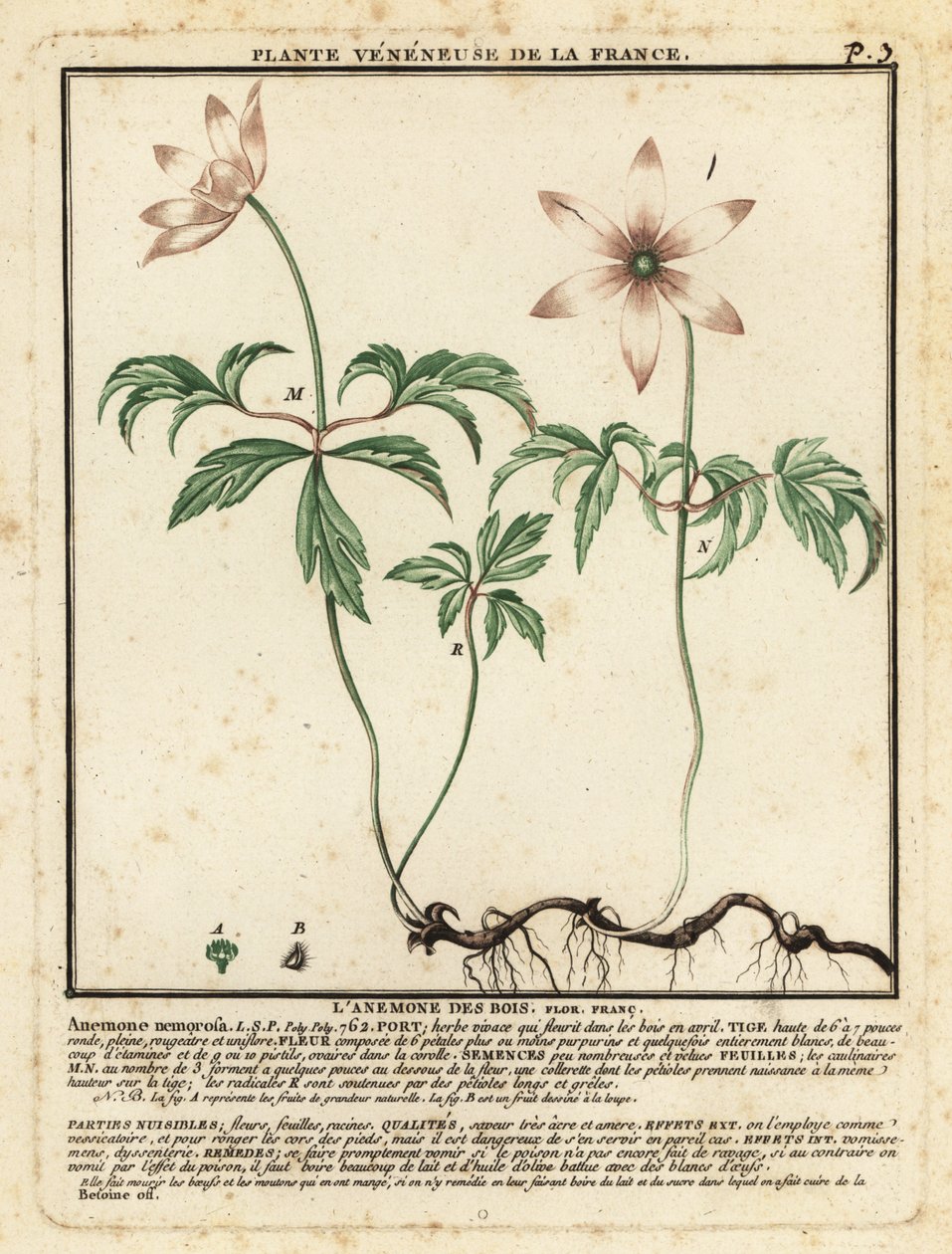 Sasanka lesní, Anemone nemorosa. od Unbekannter Künstler
