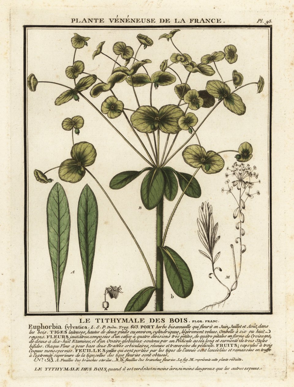 Pryšec lesní, Euphorbia amygdaloides. od Unbekannter Künstler