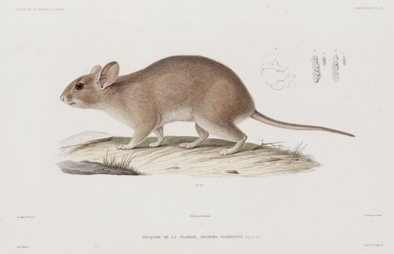 Woodrat, USA od Unbekannt
