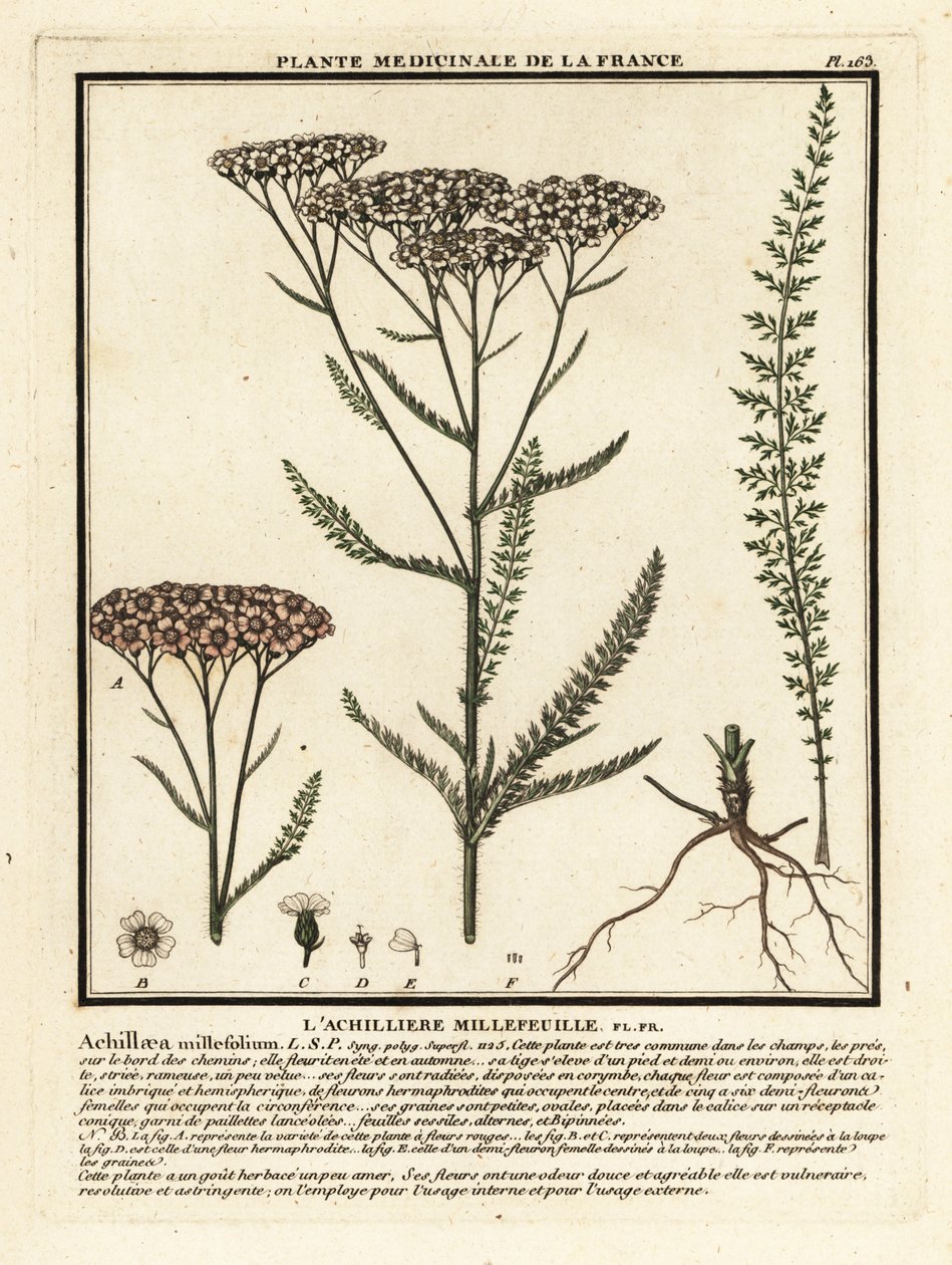 Řebříček obecný, Achillea millefolium. od Unbekannter Künstler