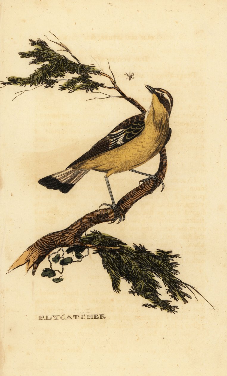 Lejsek žlutomilý, Ficedula zanthopygia. 1815 (rytina) od Unbekannter Künstler