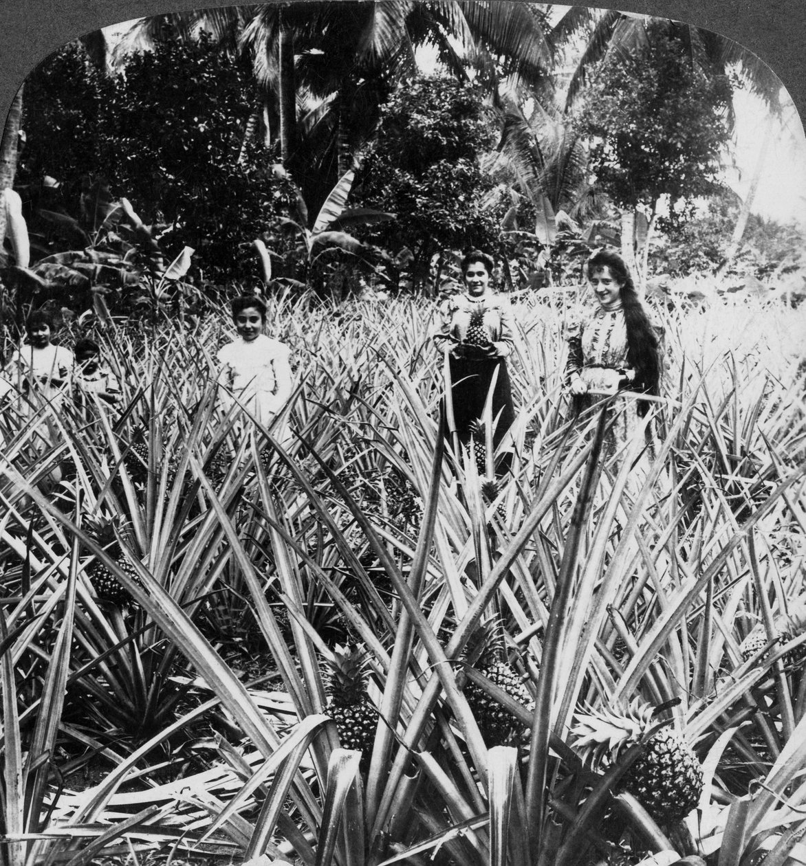 Ananasová pole, Mayaguez, Portoriko. od Underwood and Underwood